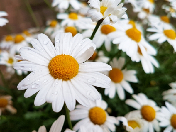 Leucanthemum Max.-Hybr., weiß - (Großblumige Margerite),